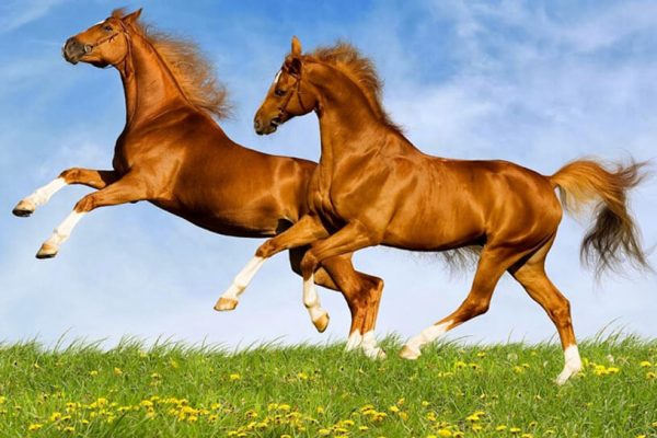 Mơ thấy ngựa trắng, ngựa đen, ngựa nâu, ngựa bay, ngựa chết là điềm gì? Đánh con gì? Con ngựa là số mấy?
