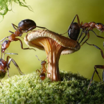 Mơ thấy kiến đen, kiến vàng, kiến ba khoang, kiến cắn là điềm gì? Đánh con gì? Con kiến là số mấy?